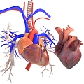 The Modern Heart 3d model