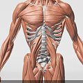 Detailed Medical Device for Human Muscle Anatomy Structure Visualization 3d model