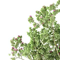 Healthy Flourishing Arbor Tree With Lush Green Foliage And Pink Blossoms