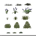 Different Varieties of Garden Shrubs with Green Leaves Purple Flowers and Various Shapes