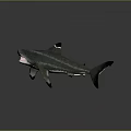 Realistic 3D Shark Model With Open Mouth And Black-Tipped Fins On Gray Reflective Surface