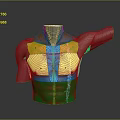 Medical Device 3D Anatomical Model of Human Torso with Color Coded Regions and Arm Structure