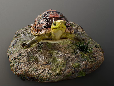 Reptile Turtle With Detailed Shell Resting On Mossy Rock With Small Grass 3d model