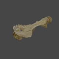 Shark Jawbone Skeleton Fossil Display In University Research Lab