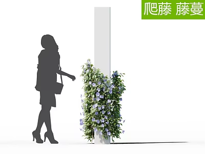 Climbing Vines With Purple Flowers Adorning White Pillar Near Woman Silhouette 3d model