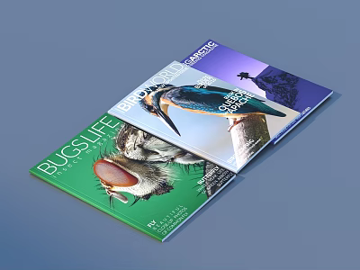 Nature Wildlife Photography Magazine Featuring Bugs Life And Kingfisher Images On Cover 3d model