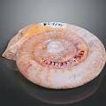 Chi chrysanthemum stone ancient fossil stone chrysanthemum fossil items 3d model