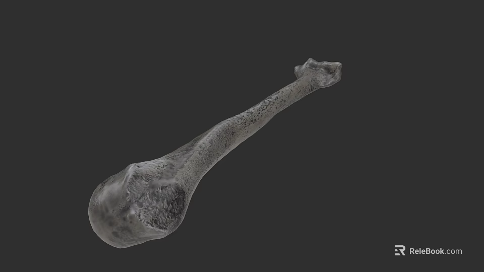 Human Anatomical Limb Bone 3D Model With Detailed Surface Texture On Dark Background 3d model