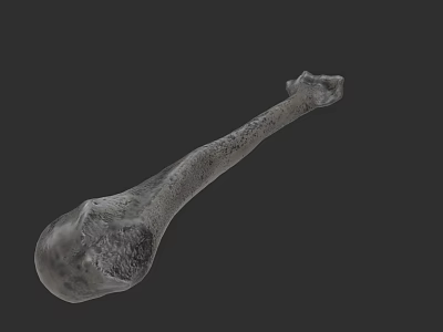 Human Anatomical Limb Bone 3D Model With Detailed Surface Texture On Dark Background 3d model