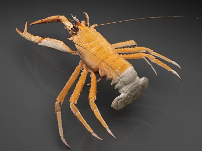 Delicious Fresh Orange Lobster With Claws And White Tail As Seafood Delicacy 3d model