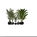 Assorted Potted Plants With Various Sizes And Lush Green Foliage In Stone Pots