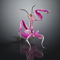 Vibrant Pink Orchid Mantis Insect Displaying Unique Body Structure And Transparent Wings