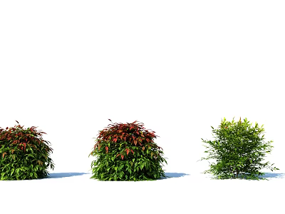 Ornamental Garden Shrubs With Red And Green Foliage For Landscaping 3d model