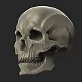 Human Skull 3D Model With Anatomical Details And White Render On Gray Background 3d model