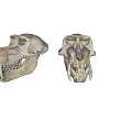 Two Detailed Animal Skull Models With Realistic Bone Structure And Dental Features