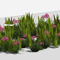 Vibrant Pink Flowers And Green Grass In Landscape With Various Height Leaves