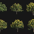 Arbor Trees With Different Forms And Yellow Foliage For Landscape Design 3d model