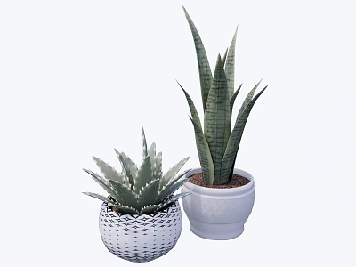 Two Potted Aloe Vera And Snake Plant In White Woven And Ceramic Pots 3d model