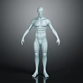 Silver Human Body Model Displaying Muscles And Hairless Anatomical Structure Features 3d model