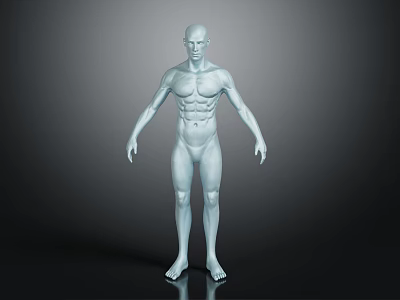 Silver Human Body Model Displaying Muscles And Hairless Anatomical Structure Features 3d model