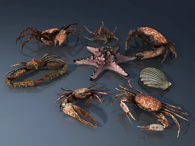 Collection of Marine Life Including Crabs Starfish and Seashells on 3d model