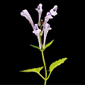 Purple Flowering Plant With Several Leaves Slender Stem And Black Background