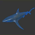 Glossy Blue Shark Aquatic Animal Model With Reflection On Dark Background 3d model