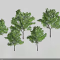 Green Leafy Trees with Various Sizes and Straight Trunks on Light Background 3d model