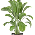 Lush Indoor Potted Plant with Large Green Leaves in Gray Pot