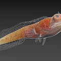 Orange Aquatic Fish With Large Eyes Textured Body And Distinctive Fins