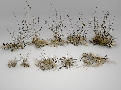 Dried Flowers and Plants in Various Forms with Slender Stems and Withered Leaves 3d model