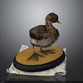 Small Brown Water Bird Model Standing On Orange Black Base With White Cloth
