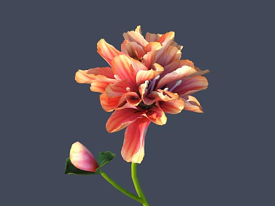 Beautiful Orange Red Flower With Layered Petals Bud And Green Leaves On Gray Background 3d model