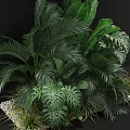 Lush Tropical Green Plants With Various Leaf Shapes And Foliage
