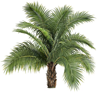 Healthy Tropical Arbor With Lush Green Palm Fronds And Strong Brown Trunk 3d model