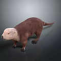 Beaver with brown body and light colored head in standing posture on gray background 3d model