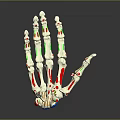 Human Hand Bone Anatomical Model With Red And Green Anatomical Markers