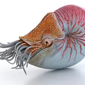 Colorful Nautilus Featuring Spiral Shell Red And White Stripes Head With Tentacles And Eye