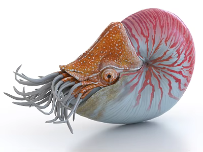 Nautilus shell marine life 3d model