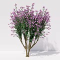 Modern plant crape myrtle clump trees 3d model