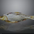 Whole Dried Fish With Golden Silver Color On Reflective Gray Surface