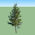 Tall Evergreen Coniferous Tree With Lush Green Branches And Foliage