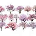 Colorful Flowering Trees With Pink Purple And White Blossoms In Spring Garden
