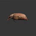 Close Up View Of Pink Striped Beetle With Detailed Features On Dark Background