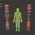 Head Organs In Human Body Model With Colorful Labels And Connecting Lines