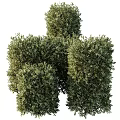 Well Trimmed Green Bushes With Various Heights And Geometric Shapes For Garden Landscape