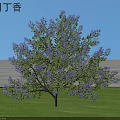 California Lilac Shrub With Purple Flowers On Green Lawn And Clear Blue Sky