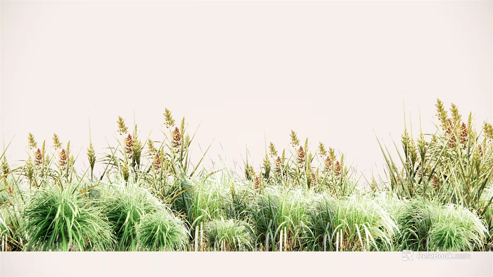 Green Grass and Brown Yellow Spike Flowers in Light Natural Background Scene 3d model 