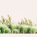 Green Grass and Brown Yellow Spike Flowers in Light Natural Background Scene