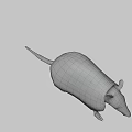 Realistic Armadillo With Hard Armored Shell And Scaly Texture On Pink Background 3d model